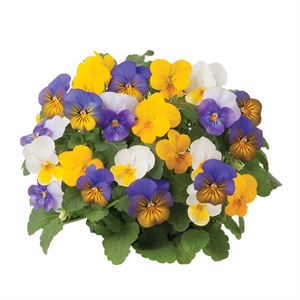 Bild von Viola P12 Trio Rome